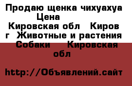 Продаю щенка чихуахуа › Цена ­ 15 000 - Кировская обл., Киров г. Животные и растения » Собаки   . Кировская обл.